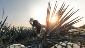 Norevo Agave being harvested for Agave Syrup, available from natural food ingredients supplier, Andina Ingham