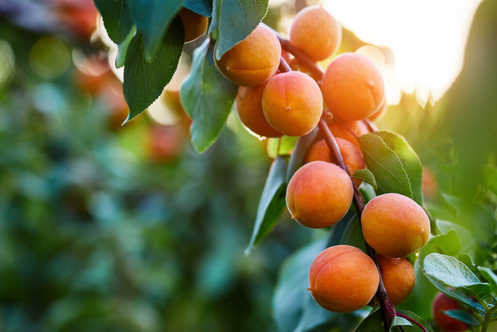 A bunch of ripe apricots in sunlight